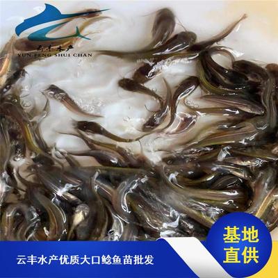 南方大口鯰魚(yú)苗市場(chǎng)探析 從水花培育到價(jià)格趨勢(shì)與采購(gòu)指南